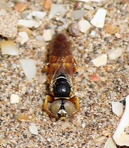 Palarus sp.